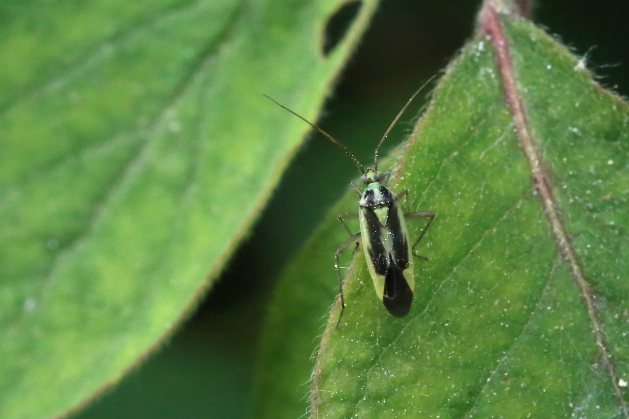 Stenotus binotatus (Fabricius, 1794) 