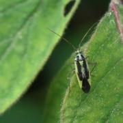 Stenotus binotatus (Fabricius, 1794) 