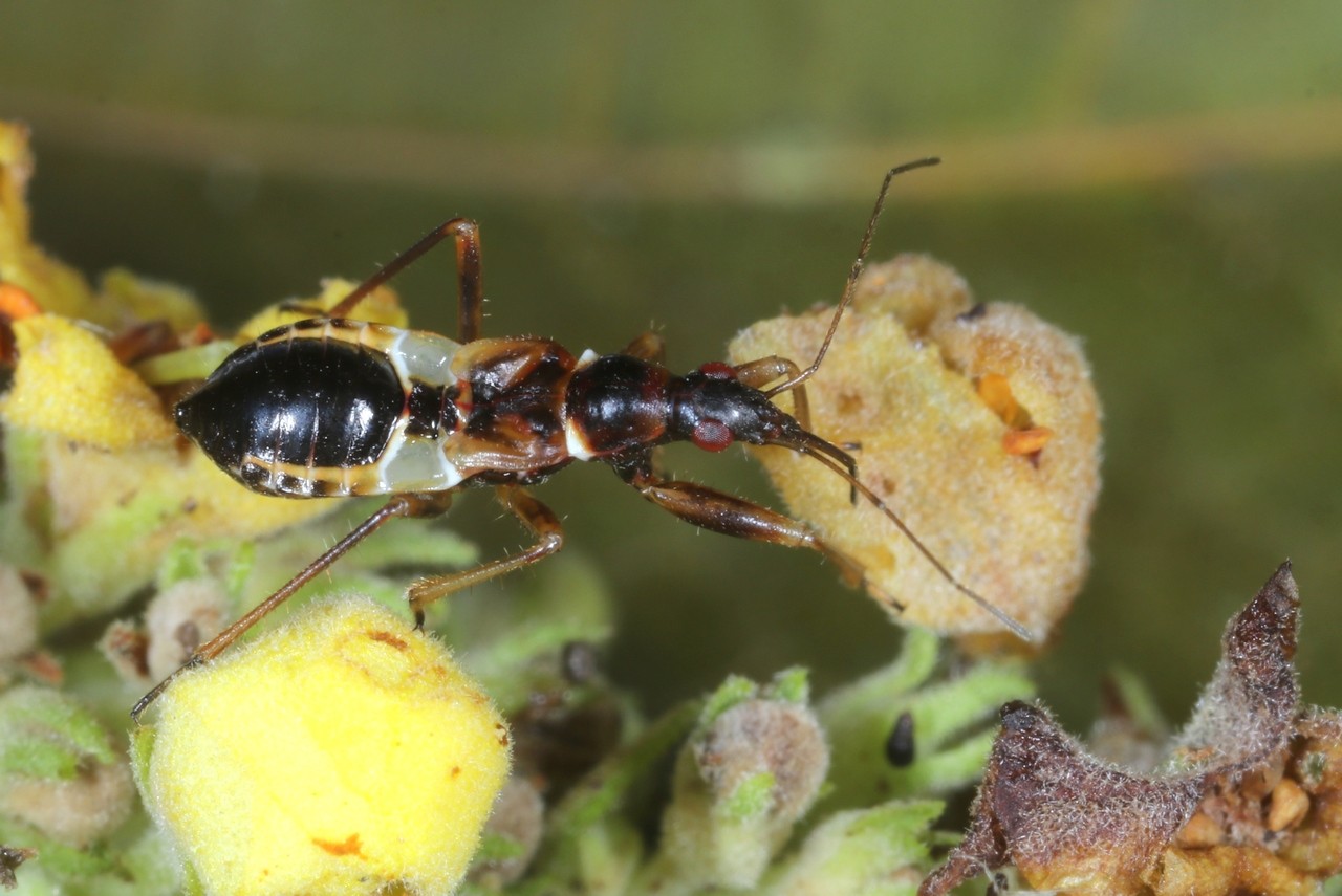 Himacerus mirmicoides (O. Costa, 1834) - Nabide-fourmi (larve dernier stade)
