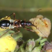 Himacerus mirmicoides (O. Costa, 1834) - Nabide-fourmi (larve dernier stade)