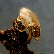 Ilyocoris cimicoides (Linnaeus, 1758) - Naucore