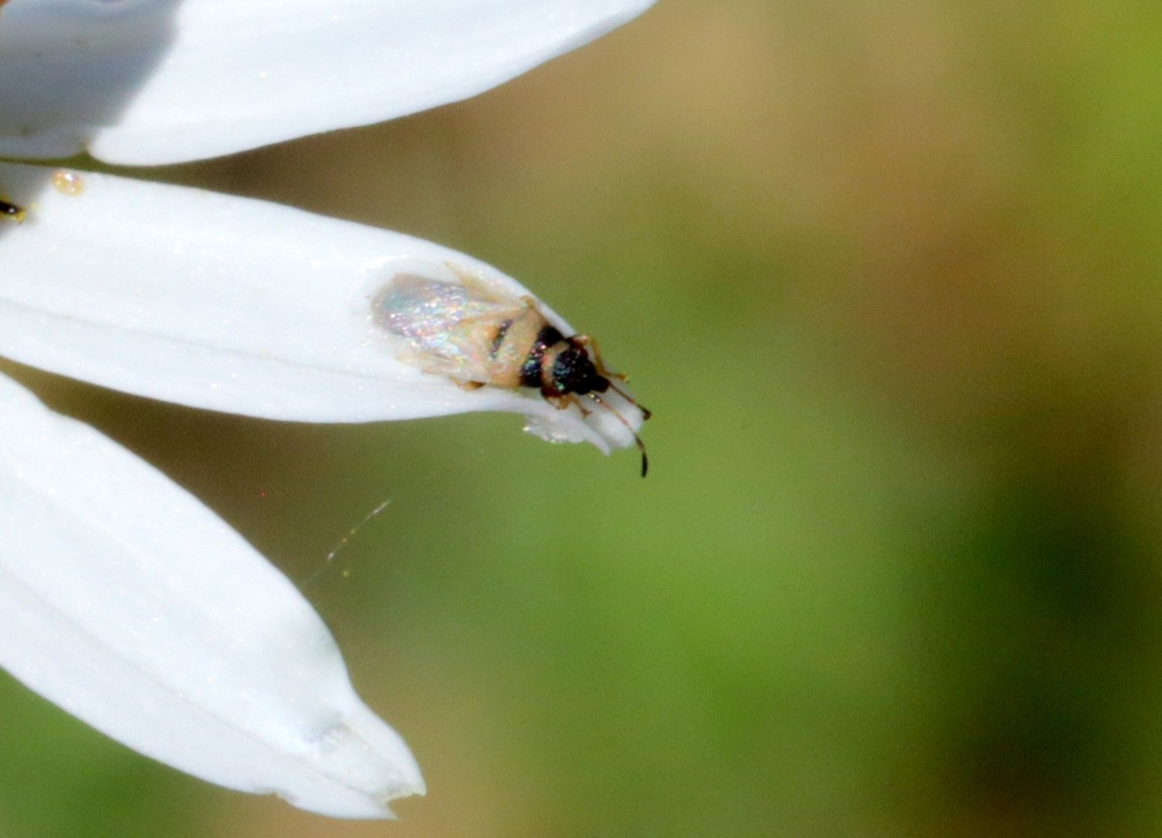 Oxycarenus pallens (Herrich-Schäffer, 1850)