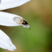 Oxycarenus pallens (Herrich-Schäffer, 1850)