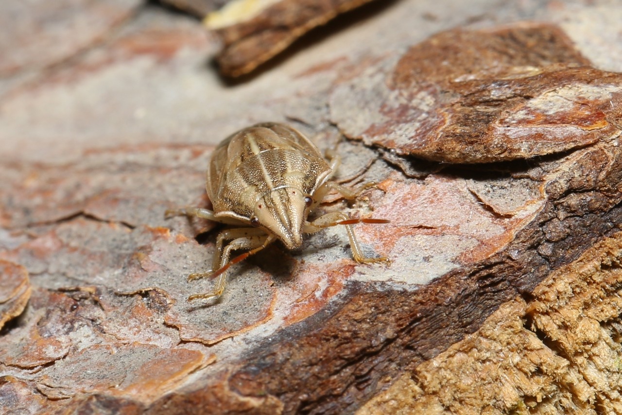 Aelia acuminata (Linnaeus, 1758) - Punaise des blés, Punaise Nez de rat 