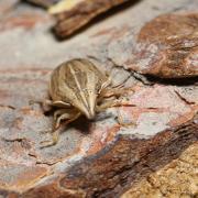 Aelia acuminata (Linnaeus, 1758) - Punaise des blés, Punaise Nez de rat 