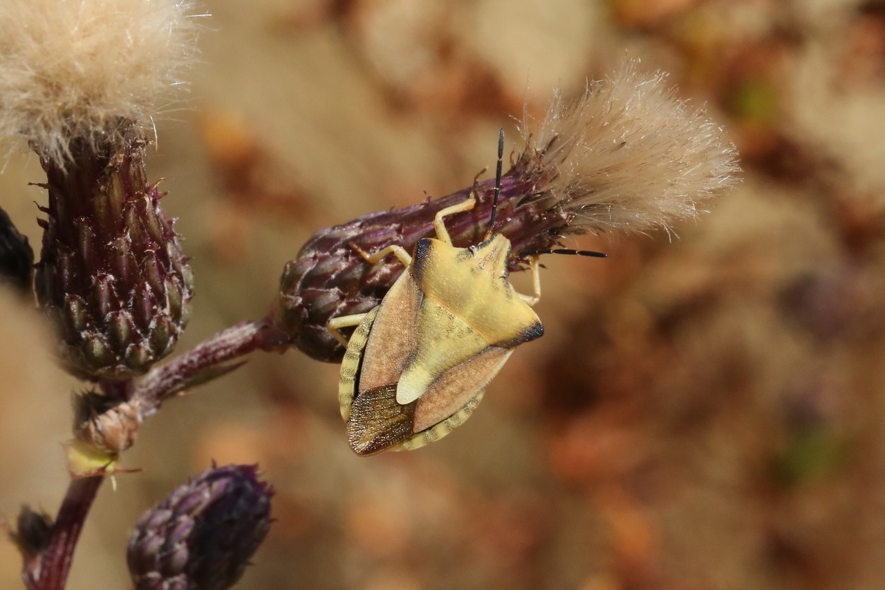 Carpocoris fuscispinus (Boheman, 1850) - Punaise des fruits à pointes sombres 