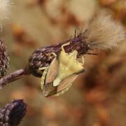 Carpocoris fuscispinus (Boheman, 1850) - Punaise des fruits à pointes sombres 