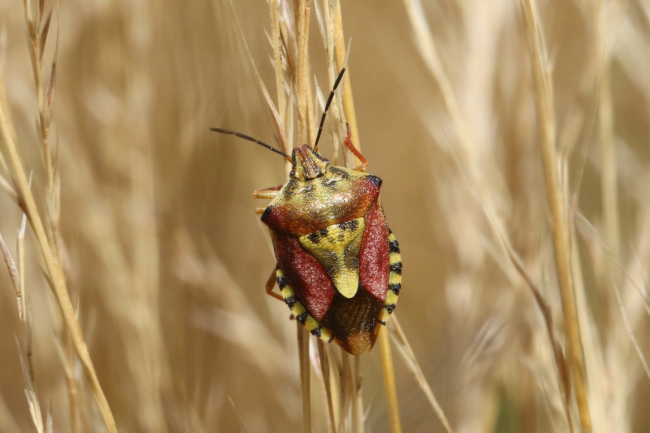 Carpocoris purpureipennis (De Geer, 1773) - Punaise à pattes rouges 