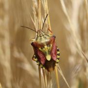 Carpocoris purpureipennis (De Geer, 1773) - Punaise à pattes rouges 