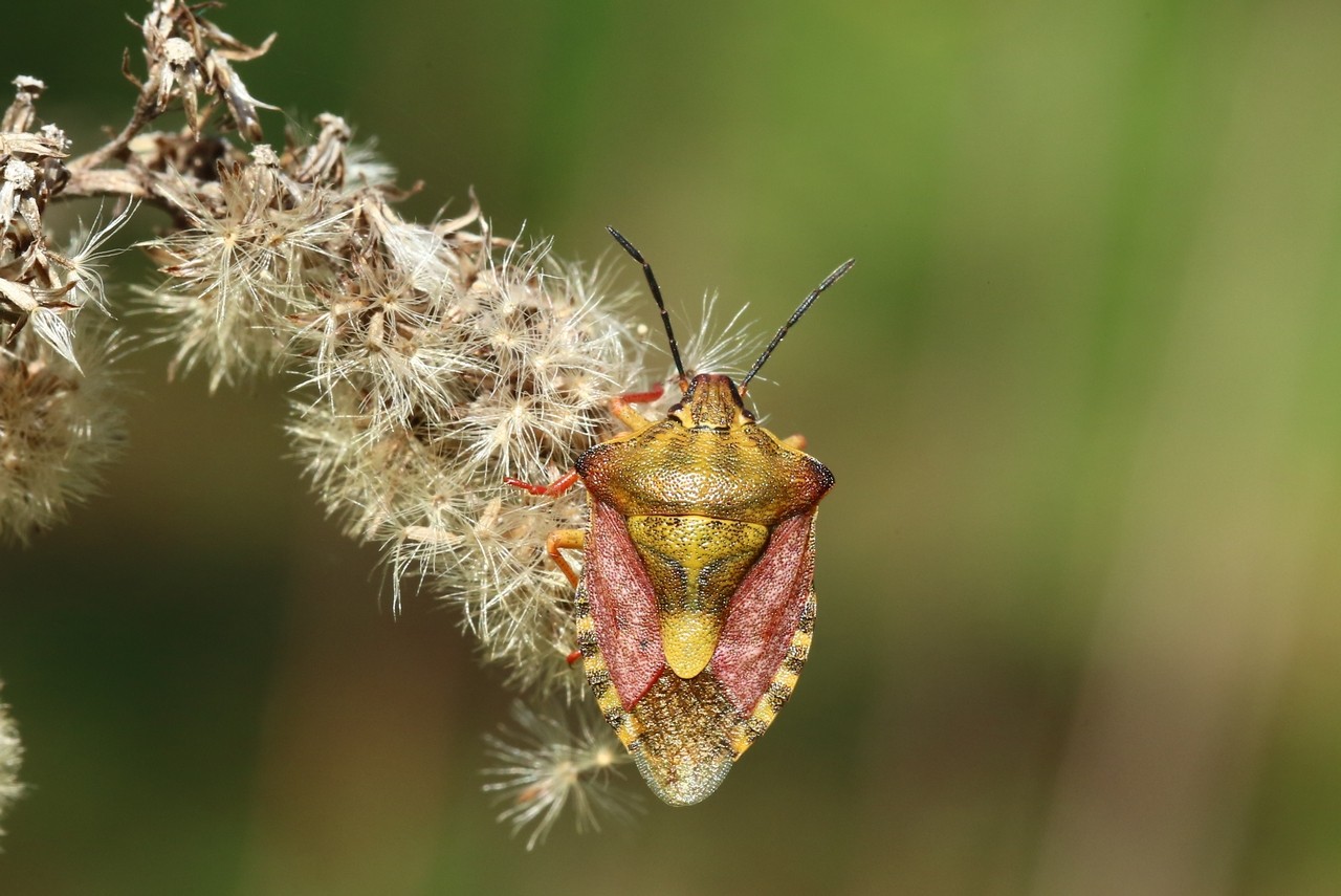 Carpocoris purpureipennis (De Geer, 1773) - Punaise à pattes rouges