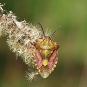 Carpocoris purpureipennis (De Geer, 1773) - Punaise à pattes rouges