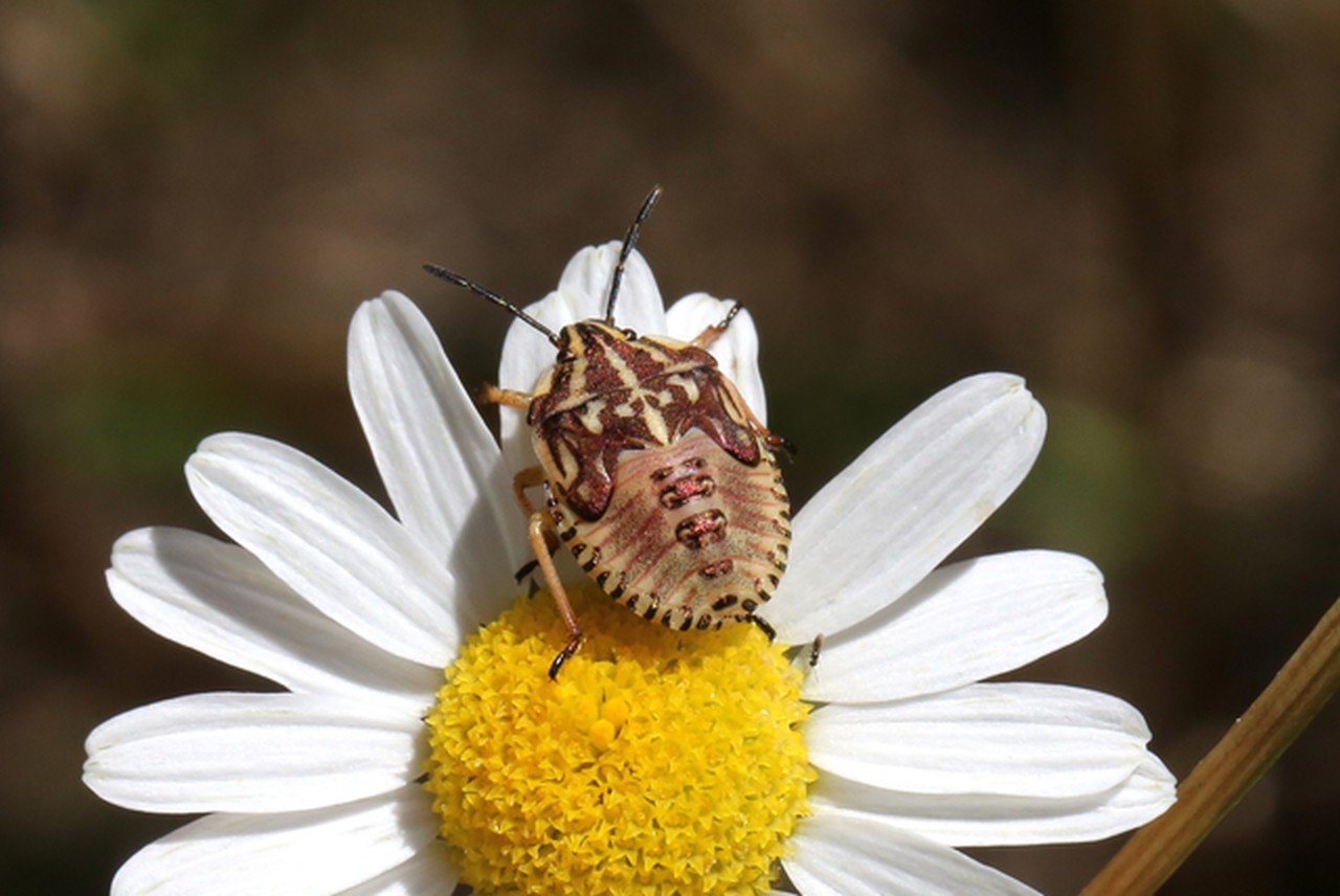 Carpocoris purpureipennis (De Geer, 1773) - Punaise à pattes rouges (larve stade V )