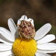 Carpocoris purpureipennis (De Geer, 1773) - Punaise à pattes rouges (larve stade V )