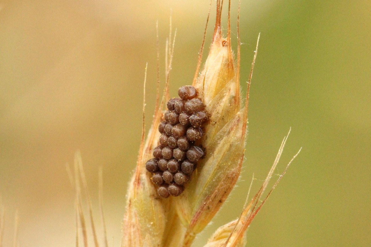 Dolycoris baccarum (Linnaeus, 1758) - Punaise des baies (oeufs)