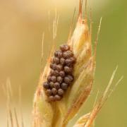 Dolycoris baccarum (Linnaeus, 1758) - Punaise des baies (oeufs)