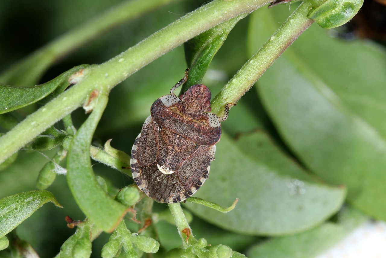 Dyroderes umbraculatus (Fabricius, 1775) - Punaise des Gaillets