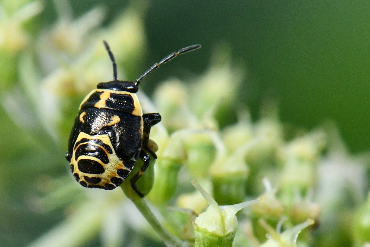 Eurydema oleracea (Linnaeus, 1758) - Punaise du Chou (larve stade V)