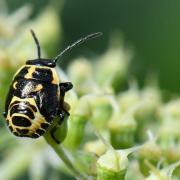 Eurydema oleracea (Linnaeus, 1758) - Punaise du Chou (larve stade V)