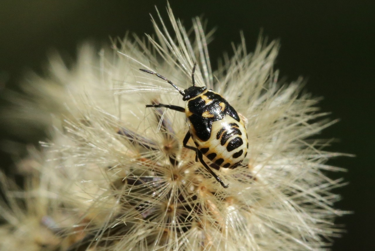 Eurydema oleracea (Linnaeus, 1758) - Punaise du Chou (larve stade V)