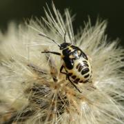 Eurydema oleracea (Linnaeus, 1758) - Punaise du Chou (larve stade V)