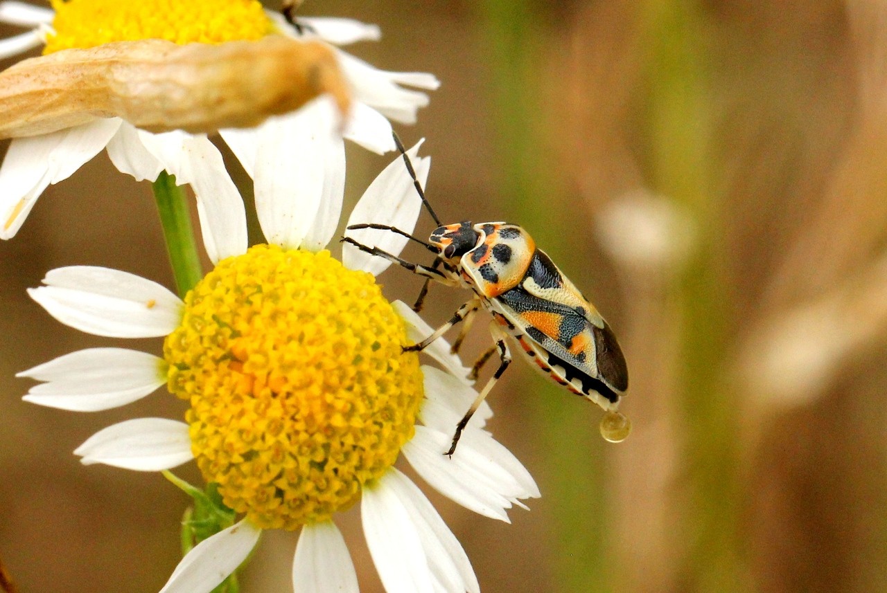 Eurydema ornata (Linnaeus, 1758) - Punaise ornée du Chou