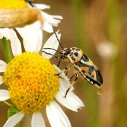 Eurydema ornata (Linnaeus, 1758) - Punaise ornée du Chou