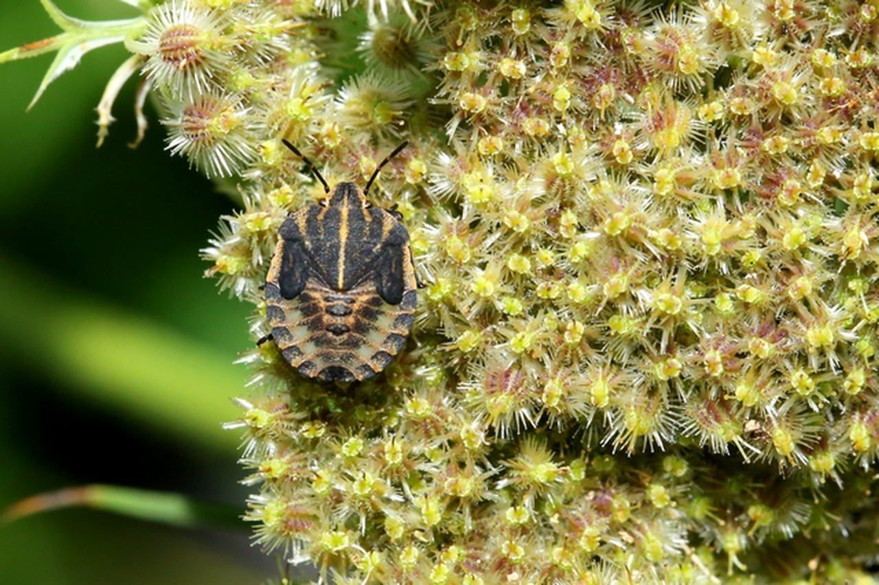 Graphosoma italicum (O.F. Müller, 1766) - Punaise Arlequin (larve au stade V)