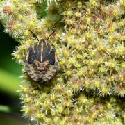 Graphosoma italicum (O.F. Müller, 1766) - Punaise Arlequin (larve au stade V)