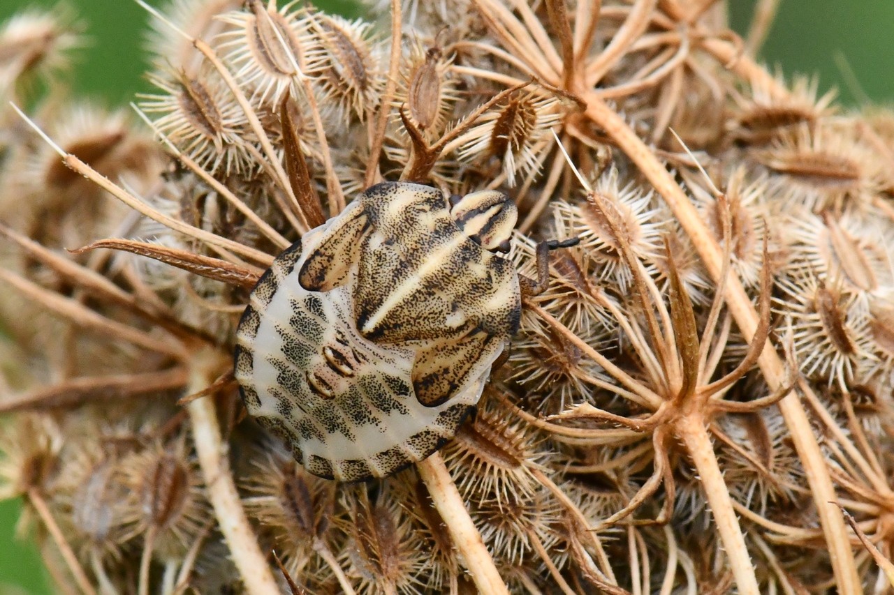 Graphosoma italicum (O.F. Müller, 1766) - Punaise Arlequin (larve au stade V)