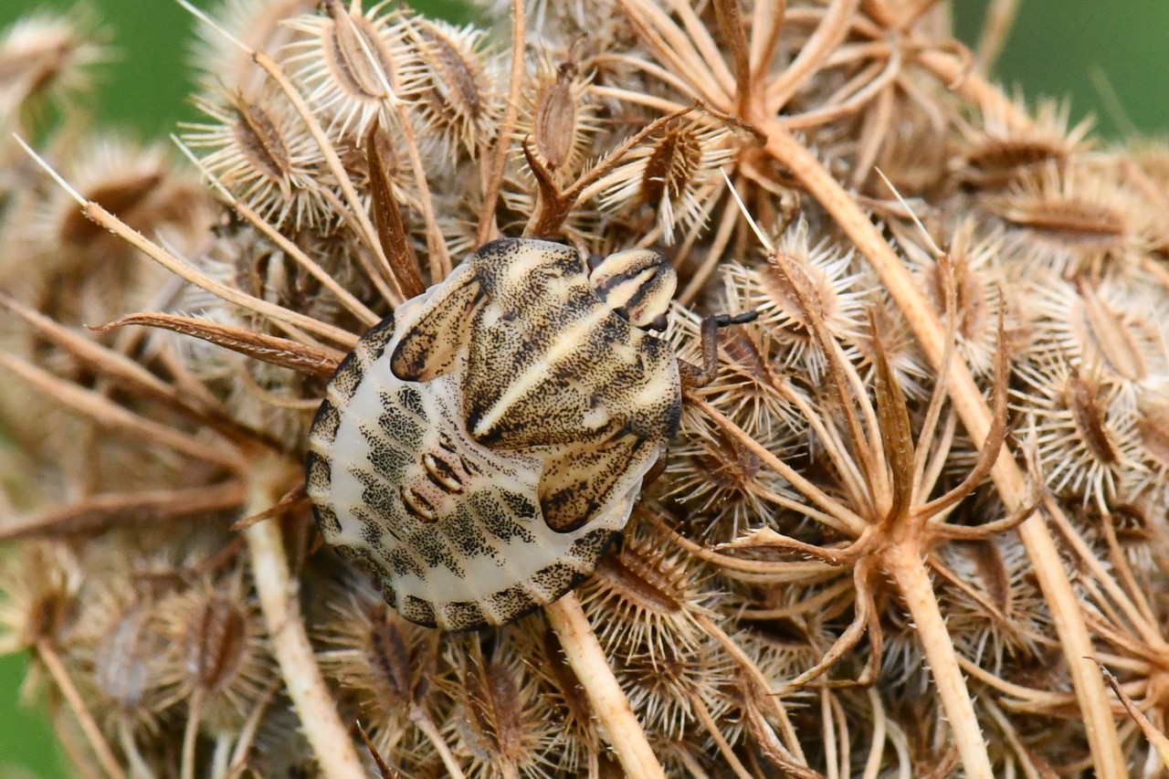 Graphosoma italicum (O.F. Müller, 1766) - Punaise Arlequin (larve au stade V)