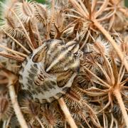 Graphosoma italicum (O.F. Müller, 1766) - Punaise Arlequin (larve au stade V)