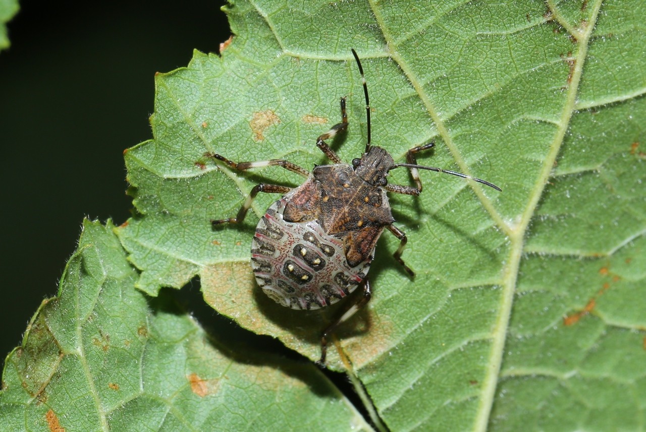 Halyomorpha halys (Stal, 1885) - Punaise diabolique (larve stade V)