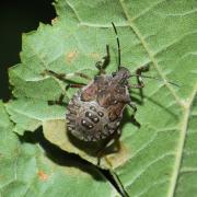 Halyomorpha halys (Stal, 1885) - Punaise diabolique (larve stade V)