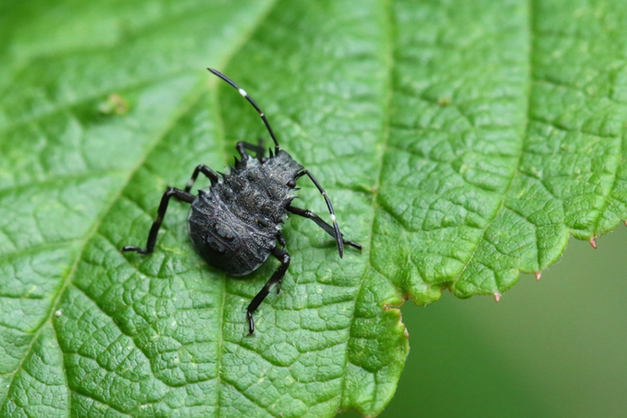 Halyomorpha halys (Stal, 1885) - Punaise diabolique (larve)