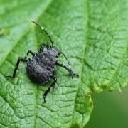 Halyomorpha halys (Stal, 1885) - Punaise diabolique (larve)