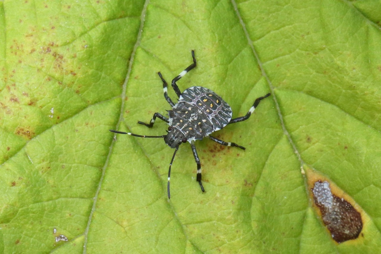 Halyomorpha halys (Stal, 1885) - Punaise diabolique (larve stade III)