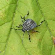 Halyomorpha halys (Stal, 1885) - Punaise diabolique (larve stade III)