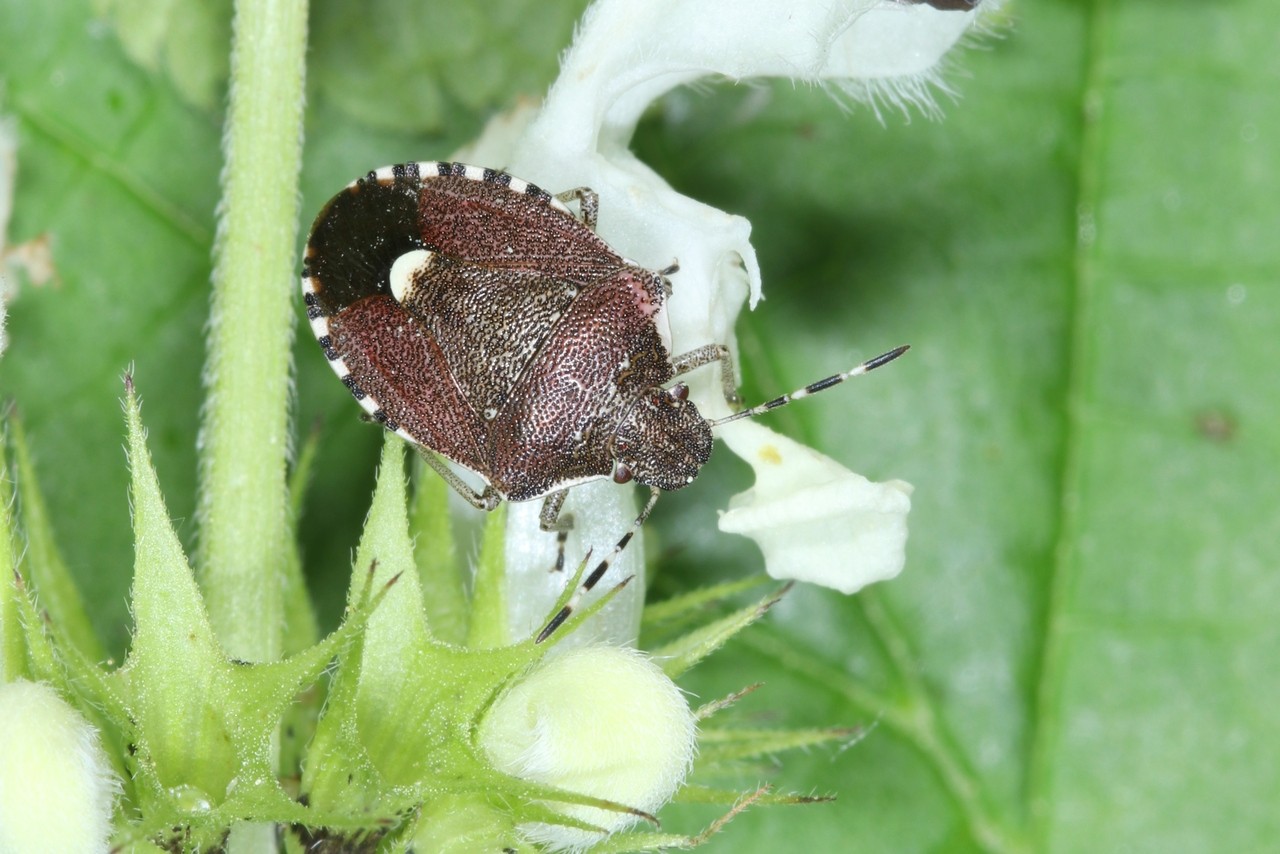 Holcostethus sphacelatus (Fabricius, 1794)