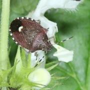 Holcostethus sphacelatus (Fabricius, 1794)