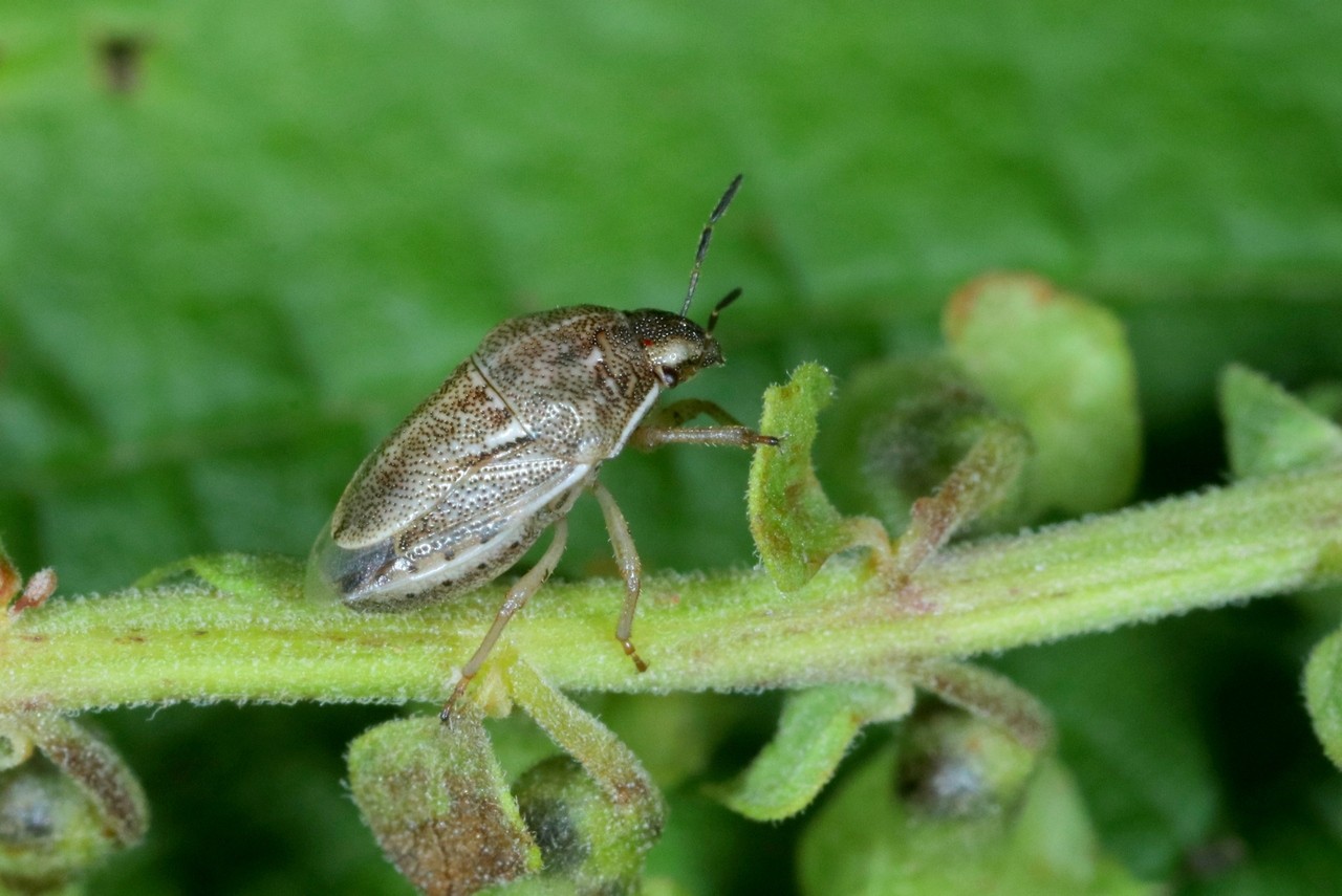 Neottiglossa leporina (Herrich-Schäffer, 1830)