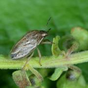 Neottiglossa leporina (Herrich-Schäffer, 1830)