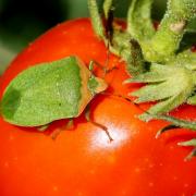 Nezara viridula (Linnaeus, 1758) - Punaise verte ponctuée