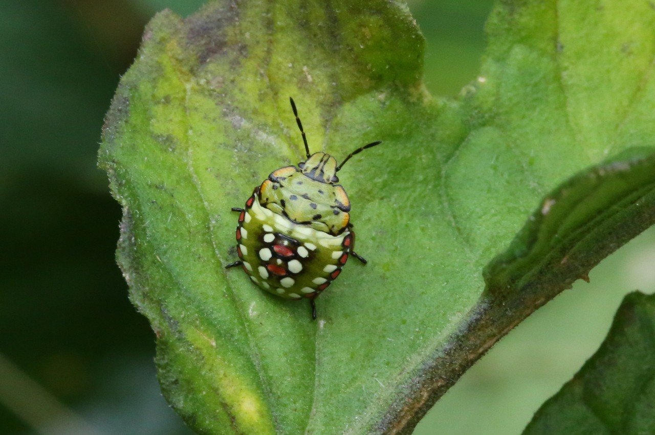 Nezara viridula (Linnaeus, 1758) - Punaise verte ponctuée (larves stade IV)