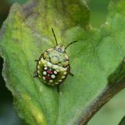 Nezara viridula (Linnaeus, 1758) - Punaise verte ponctuée (larves stade IV)