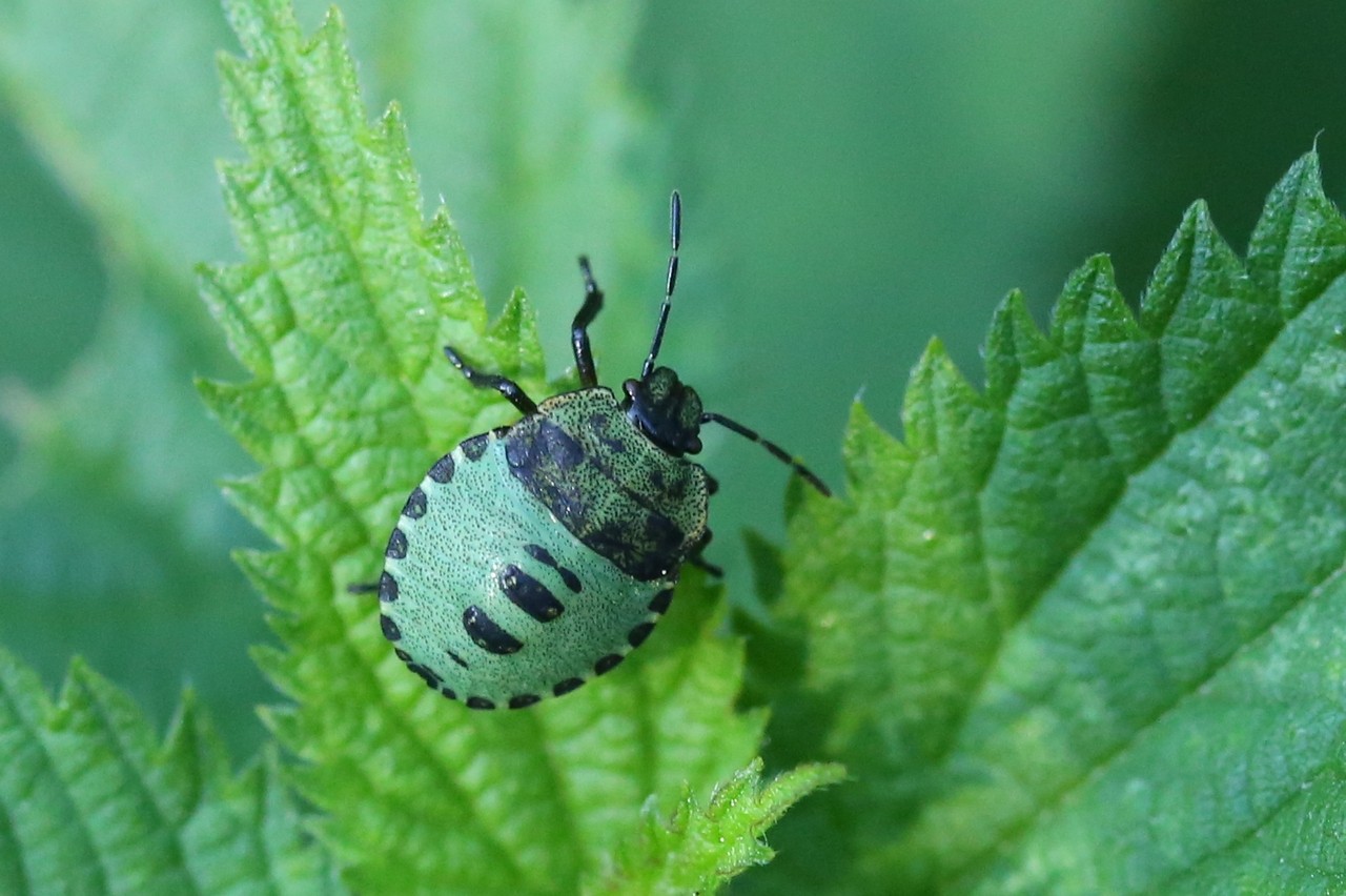 Palomena prasina (Linnaeus, 1760) - Punaise verte (larve stade IV)