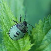 Palomena prasina (Linnaeus, 1760) - Punaise verte (larve stade IV)