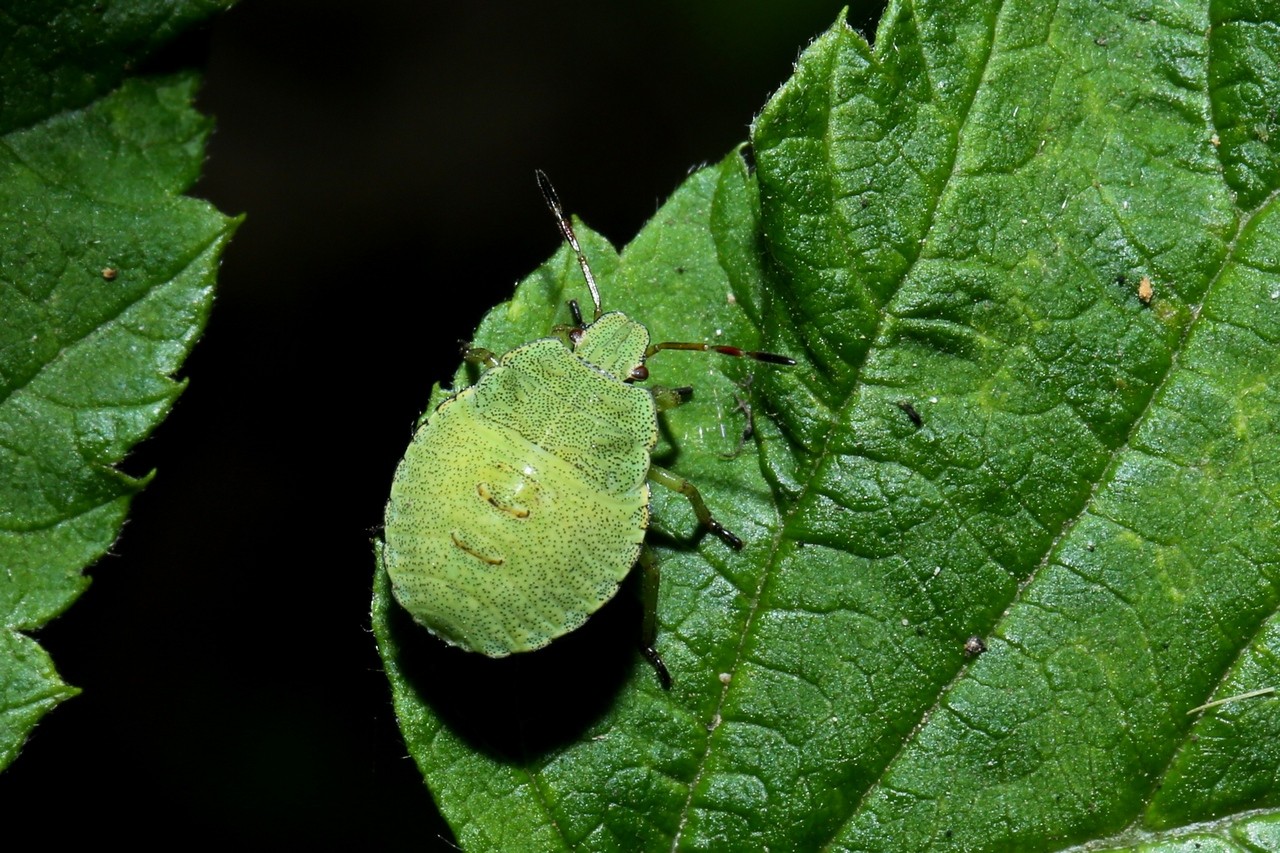 Palomena prasina (Linnaeus, 1760) - Punaise verte (larve stade IV) 