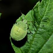 Palomena prasina (Linnaeus, 1760) - Punaise verte (larve stade IV) 