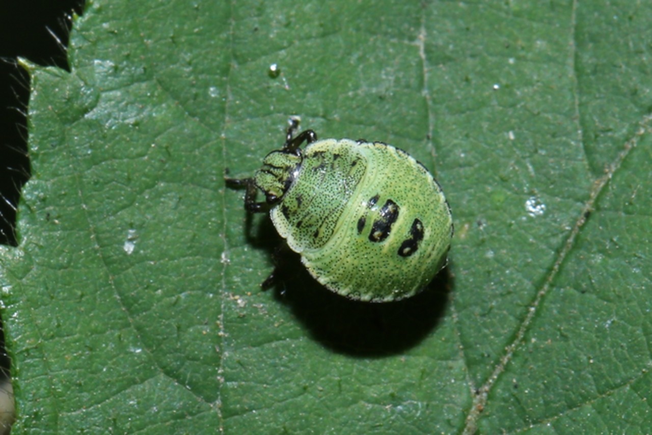 Palomena prasina (Linnaeus, 1760) - Punaise verte (larve stade III)
