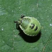 Palomena prasina (Linnaeus, 1760) - Punaise verte (larve stade III)